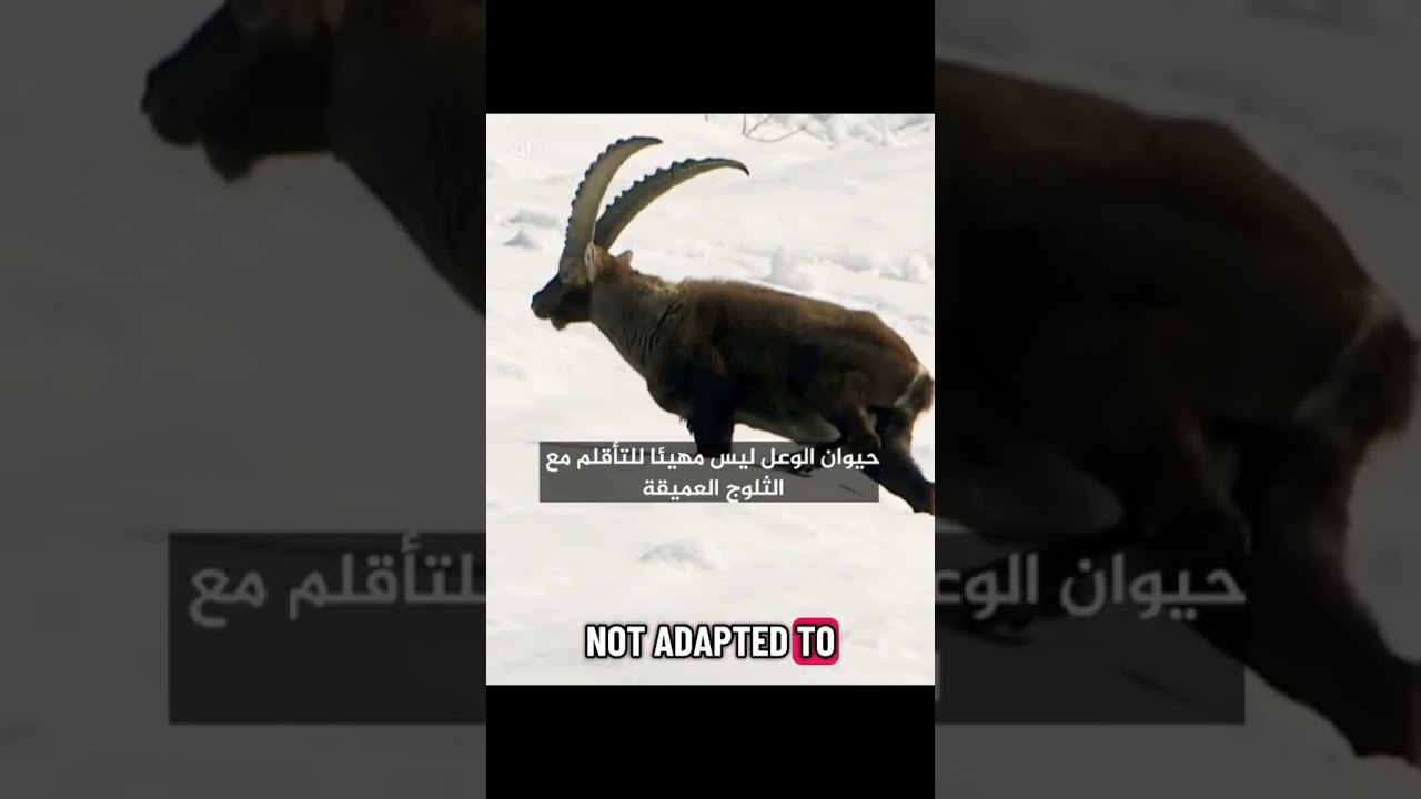 The Alps in Winter​The video is a short documentary segment about wildlife in the Alps 