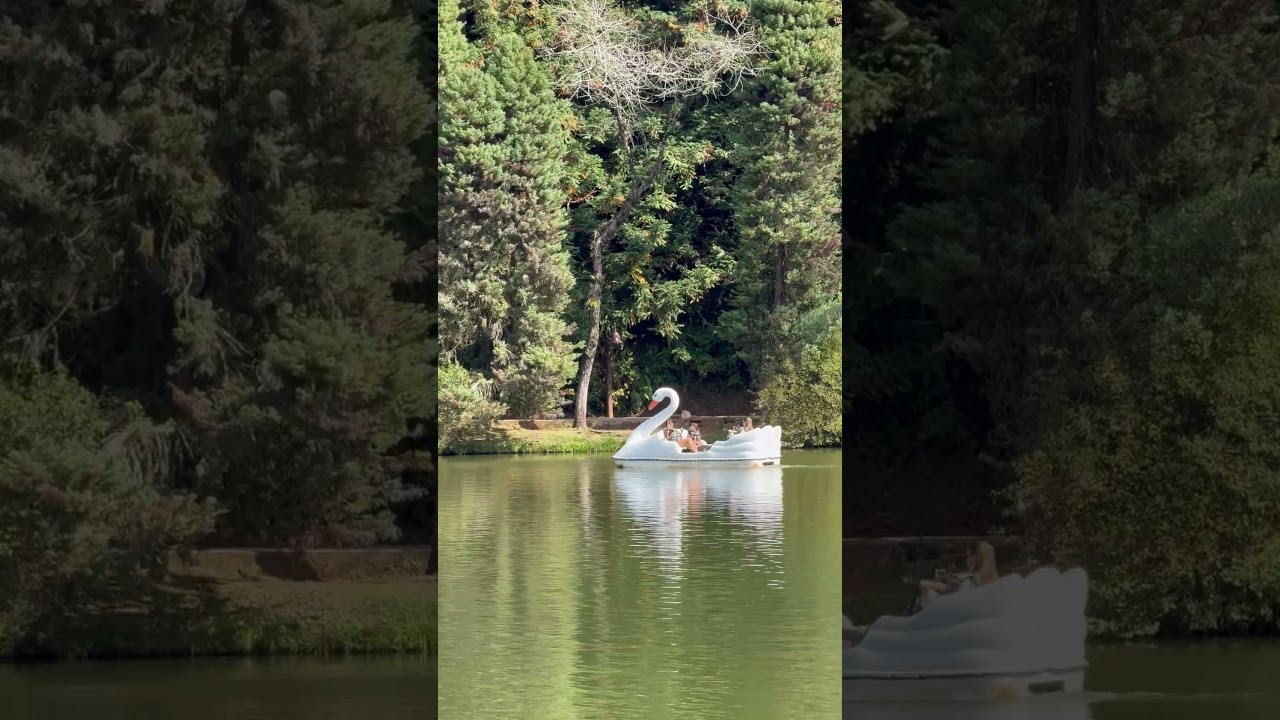 Did you know how smart swans are?