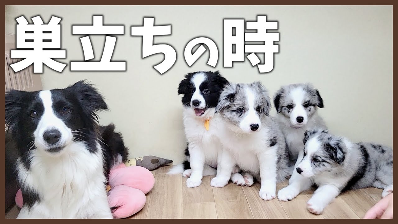 巣立ちの時♪｜最近の我が家の出来事😭【ボーダーコリー子犬】