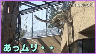 あれ？届かない　ジャンプするも失敗　ユキヒョウ　シジム　Snow Leopard