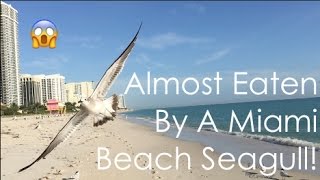 Almost Got Eaten By A Miami Beach Seagull