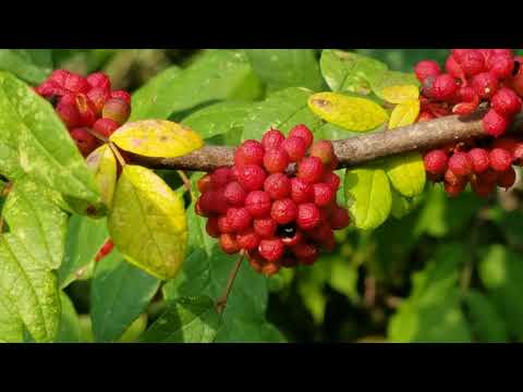 Video: Garden blackberries - cog thiab tu tsob ntoo