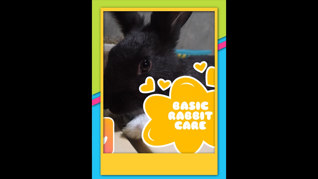 BASIC RABBIT NEEDS | rabbit daily routine #rabbit #pet #trending - YouTube