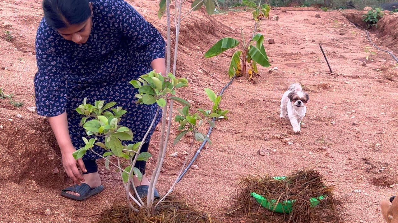 ఈసారి 7రోజులు పొలంలోఉండి 80%పనులు పూర్తిచేశాను|SPK5అంచెల మోడల్లో మొక్కలు నాటాము|BLikeBindu