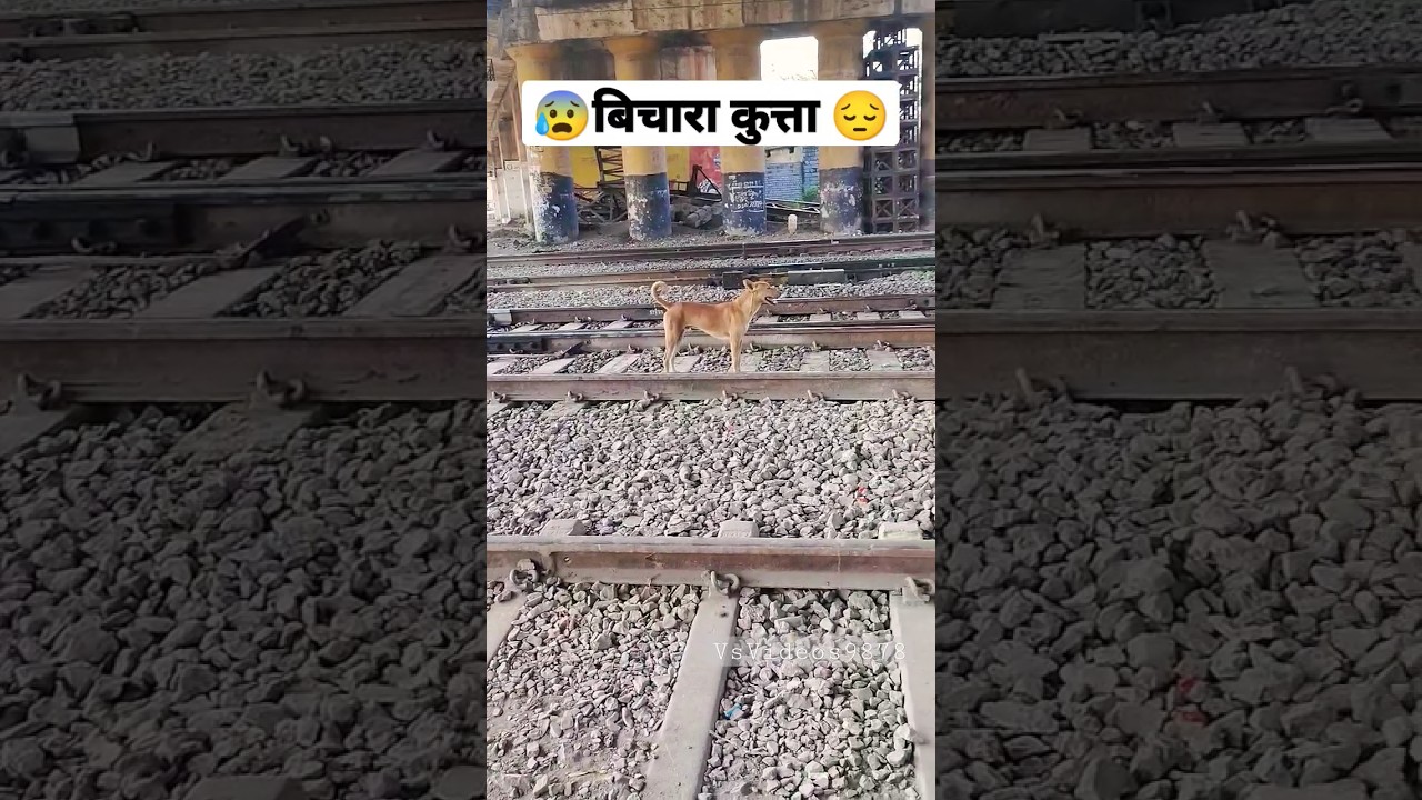 dog accident by train😰😰live 