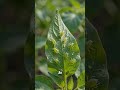 6 САДОВЫХ СЕКРЕТОВ ДЛЯ МОЩНОГО ЦВЕТЕНИЯ И БОГАТОГО УРОЖАЯ 🌱 #полезныесоветы
