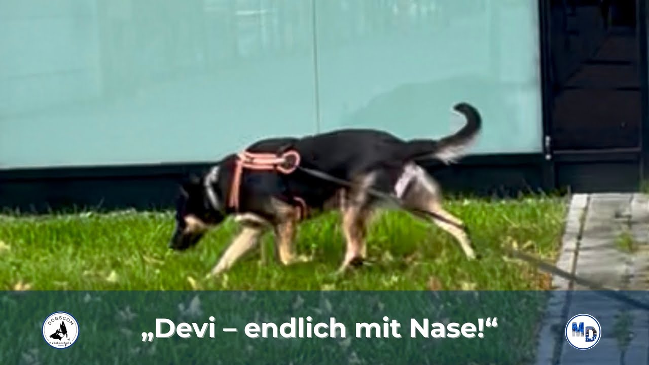 Mantrailing Duisburg | Devi, Oktober, Businesspark Moers