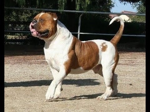 large bull dogs