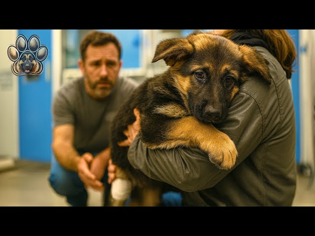 Why Do Dogs Bring You Toys When You Get Home: Surprising Reasons Revealed