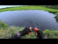 TOMAN HITAM | BLACK GIANT SNAKEHEAD