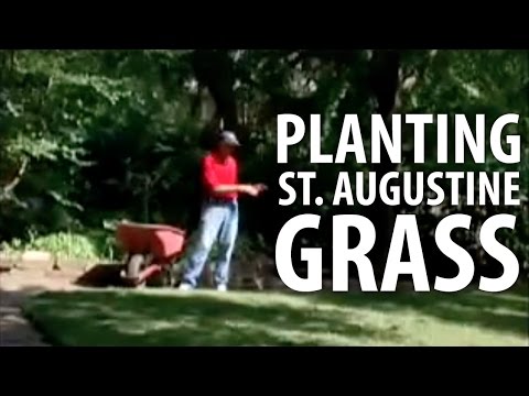 Why can't you buy St. Augustine grass seeds?