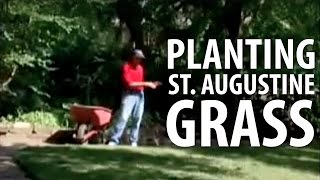 Planting St. Augustine Grass  The Dirt Doctor