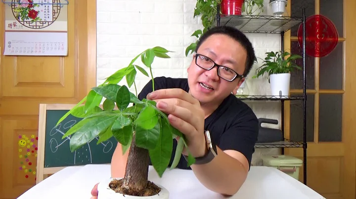 挺好的一盆发财树，看到这种枝条一定要剪掉，否则颜值就全毁了 【坤哥玩花卉】 - 天天要闻