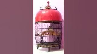 Suara perkutut Bedah karang/Jare wong Dermayu mah Tembus Karang.