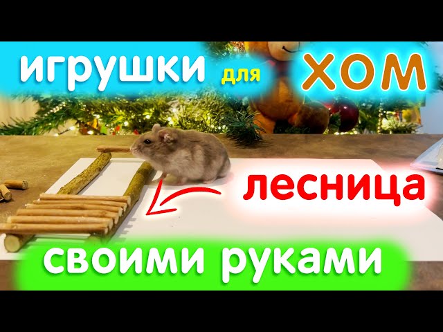 Хомяк сбежал из клетки. Как найти и поймать любимца?