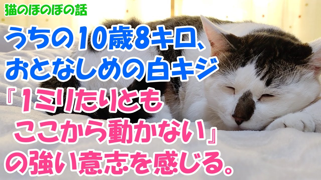 猫のほのぼの話 うちの10歳8キロ おとなしめの白キジ 1ミリたりともここから動かない の強い意志を感じる Youtube