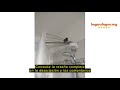 Reseña del WENKO Paragua de ducha con 12 brazos acero inoxidable - Barra de ducha tipo araña,soporte
