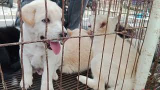 Penjual anjing kintamani di pasar hewan bringkit