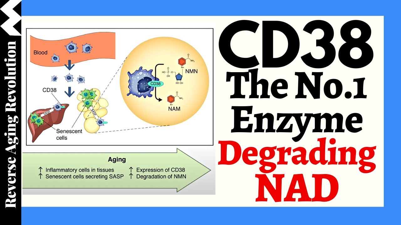A CD38 Inhibitor Increases Lifespan & Healthspan & The Truth About Does ...
