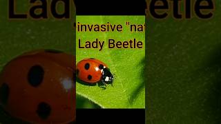 See Complete Wide Screen Episode To Learn More About The Lady Bugs That Bite Click Lower Rt Corner