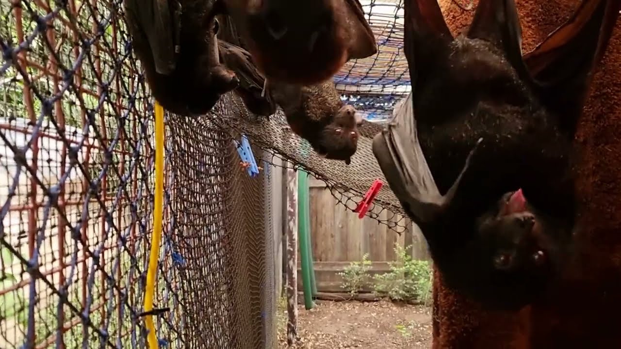 Are We A Bat Sanctuary ?❤️🦇❤️