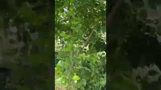 Мусибат келганида бу ишни қилганларга… Абдуллоҳ домла #abdullohdomla #shorts