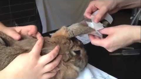 Vet putting an IV catheter in a rabbit
