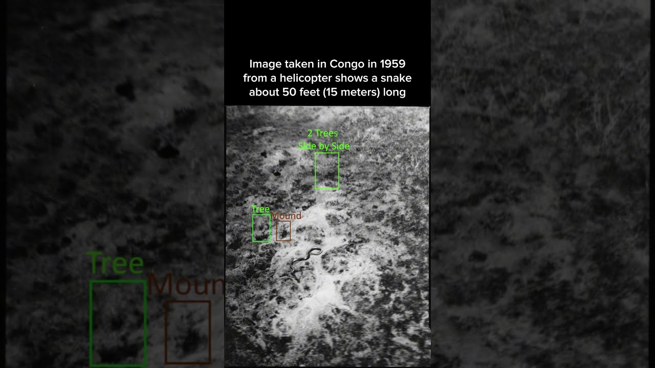 Image Taken In Congo 1959 From A Helicopter Shows Snake About 50 Feet 15 Meters Long