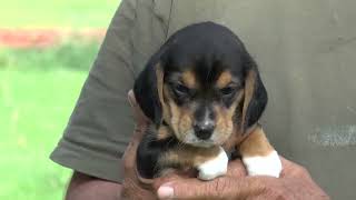 Beagle Puppies by Sue Dyer 106 views 1 year ago 9 minutes, 29 seconds