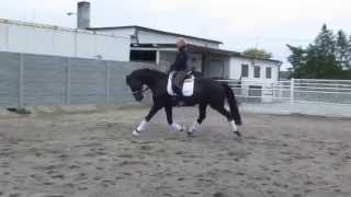 mare by Nintender for sale, 5 yo