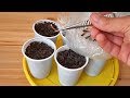How to grow Bamboo from seed 🌿🌱🌱