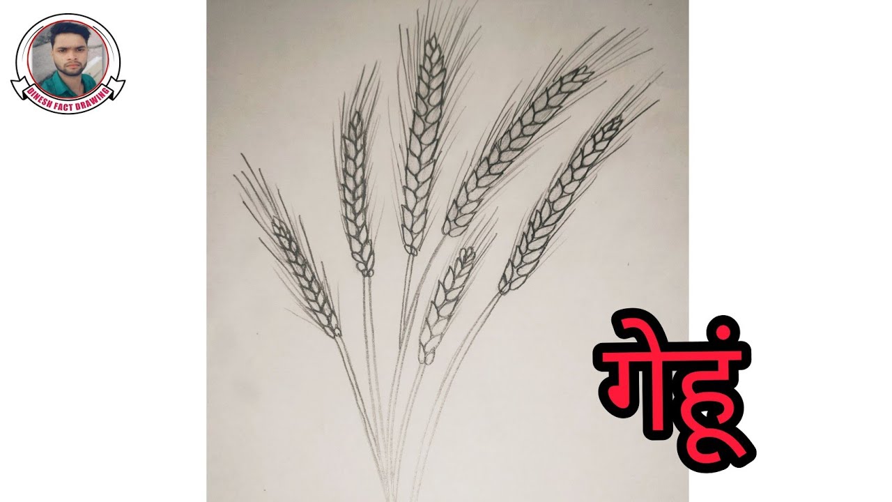 how to draw one wheat mark in my style｜TikTok Search