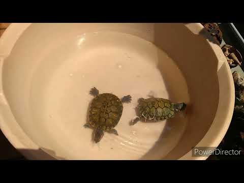 Red eared slider turtle feeding | Turtle loves prawns |Turtles eating prawns |Red Ear slider turtle