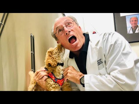 how-to-safely-socialize-your-young-puppy,-early-puppy-socialization--advise-&-tips