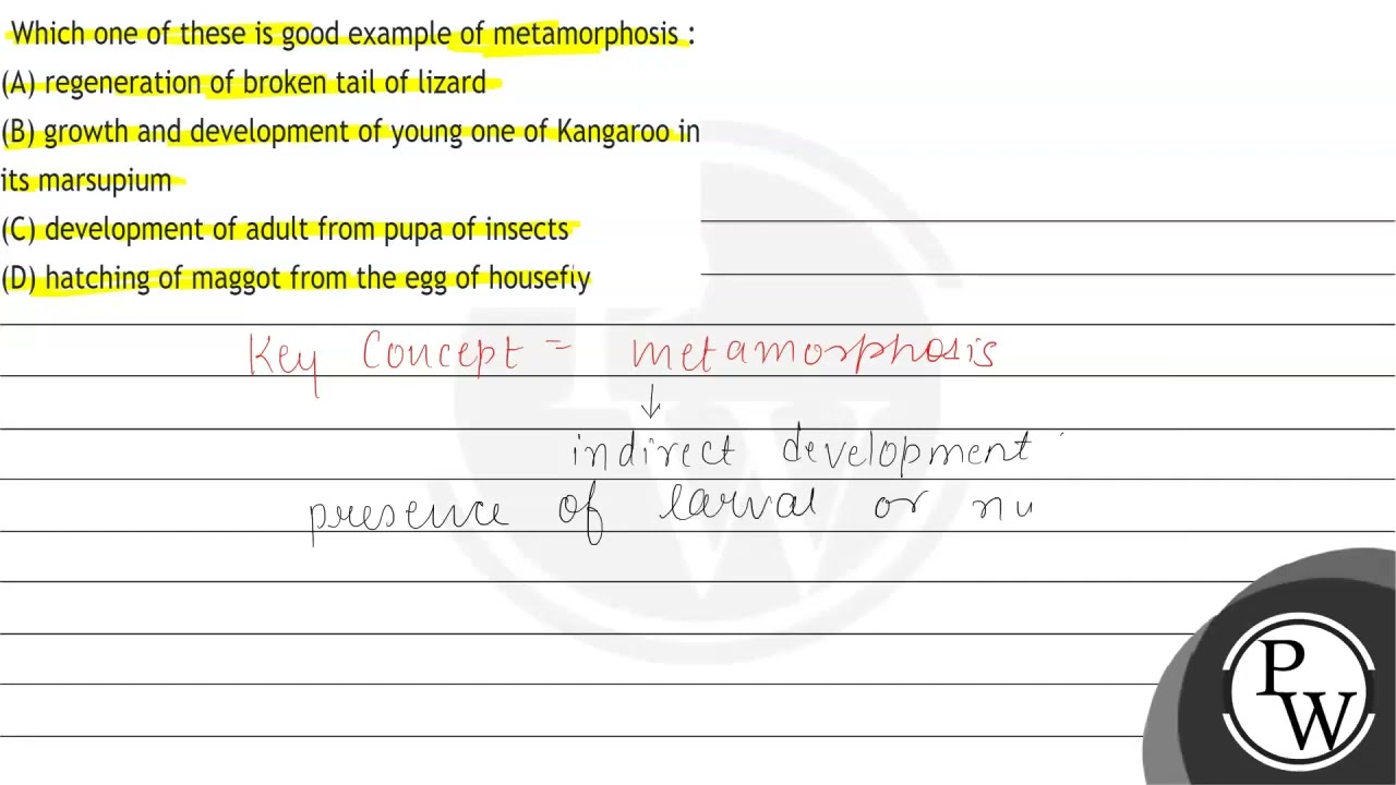 Which one of these is good example of metamorphosis :, (A) regeneration of  broken tail of lizard, ...