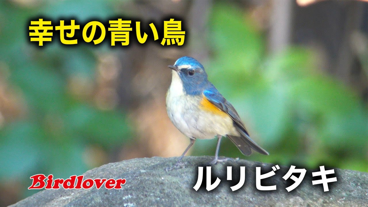 幸せの青い鳥（ルリビタキ君）に遭遇できました - YouTube