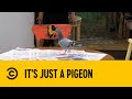 Its just a pigeon  friends  comedy central africa