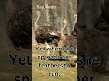 The Ostrich Bird 5, Unveiling the Ostrich: God's Description in the Book of Job