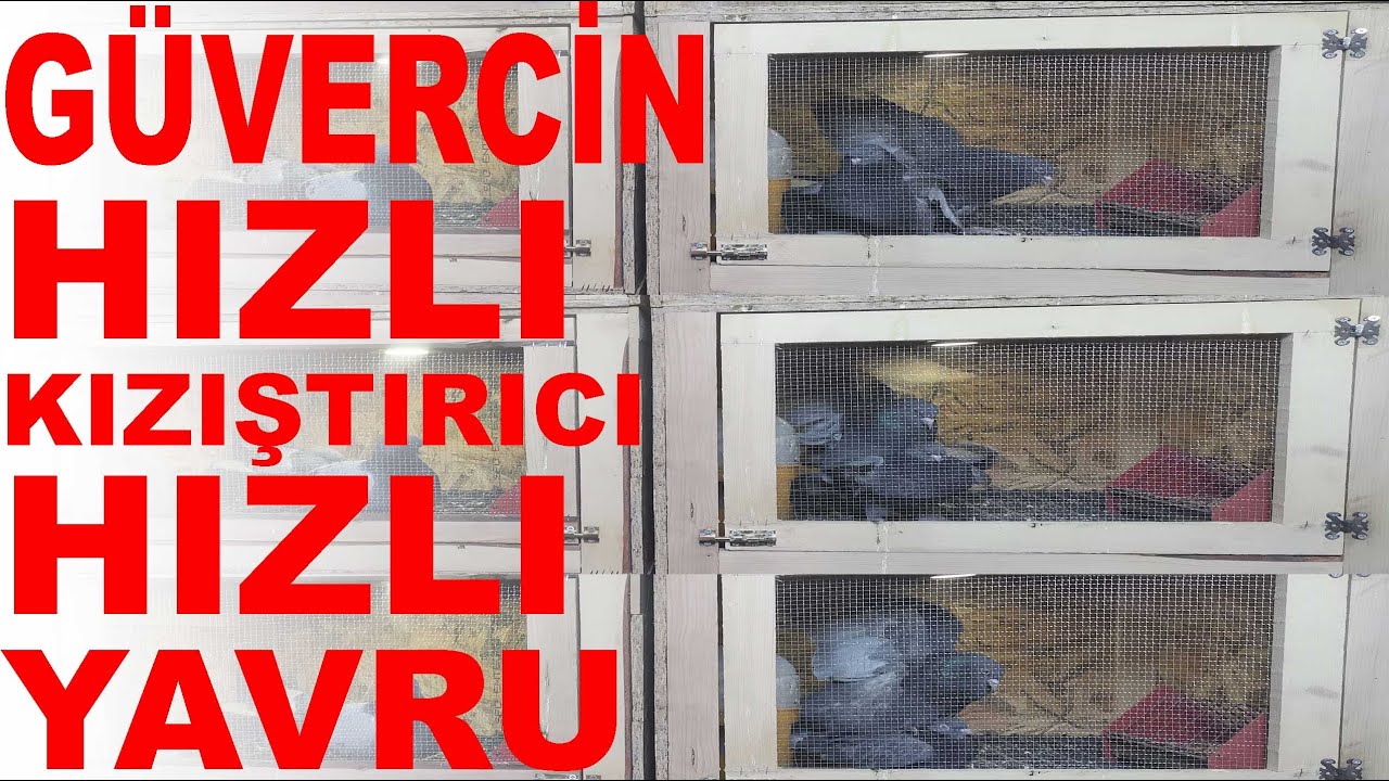 Güvercin Hızlı Kızıştırma Nasıl Yapılır ? Güvercinlerden Hızlı Yavru Alma Tekniği