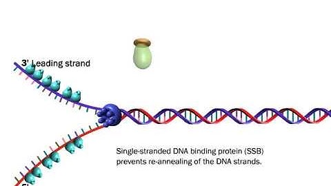 The Proteins Involved in DNA Replication (Life Sciences Outreach, Harvard University)