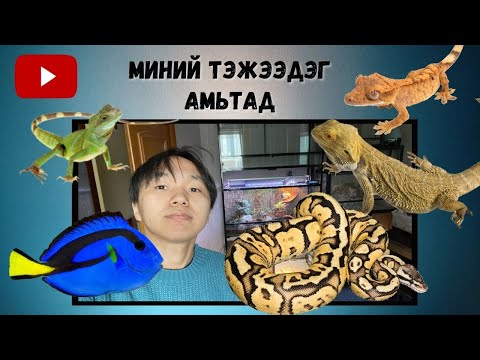 Видео: Гекко тэжээвэр амьтан мөн үү?