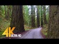 4K Forest Scenic Drive - Howland Hill Road, Jedediah Smith Redwoods, CA - New Version