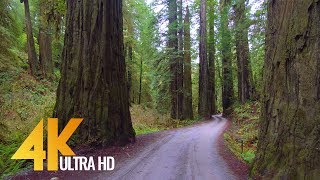 4K Forest Scenic Drive  Howland Hill Road, Jedediah Smith Redwoods, CA  New Version