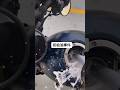 初給油事件！？⛽️ #バイジョ #バイク女子 #バイク #bikegirl #女子ライダー #bike #レブル250
