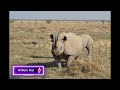 Rhulani bush stories: Black rhino charge