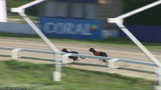Hove Greyhound Trials 9/5/24