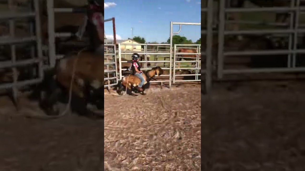 Goat riding 101