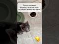 Кошки всегда скрывают боль😓