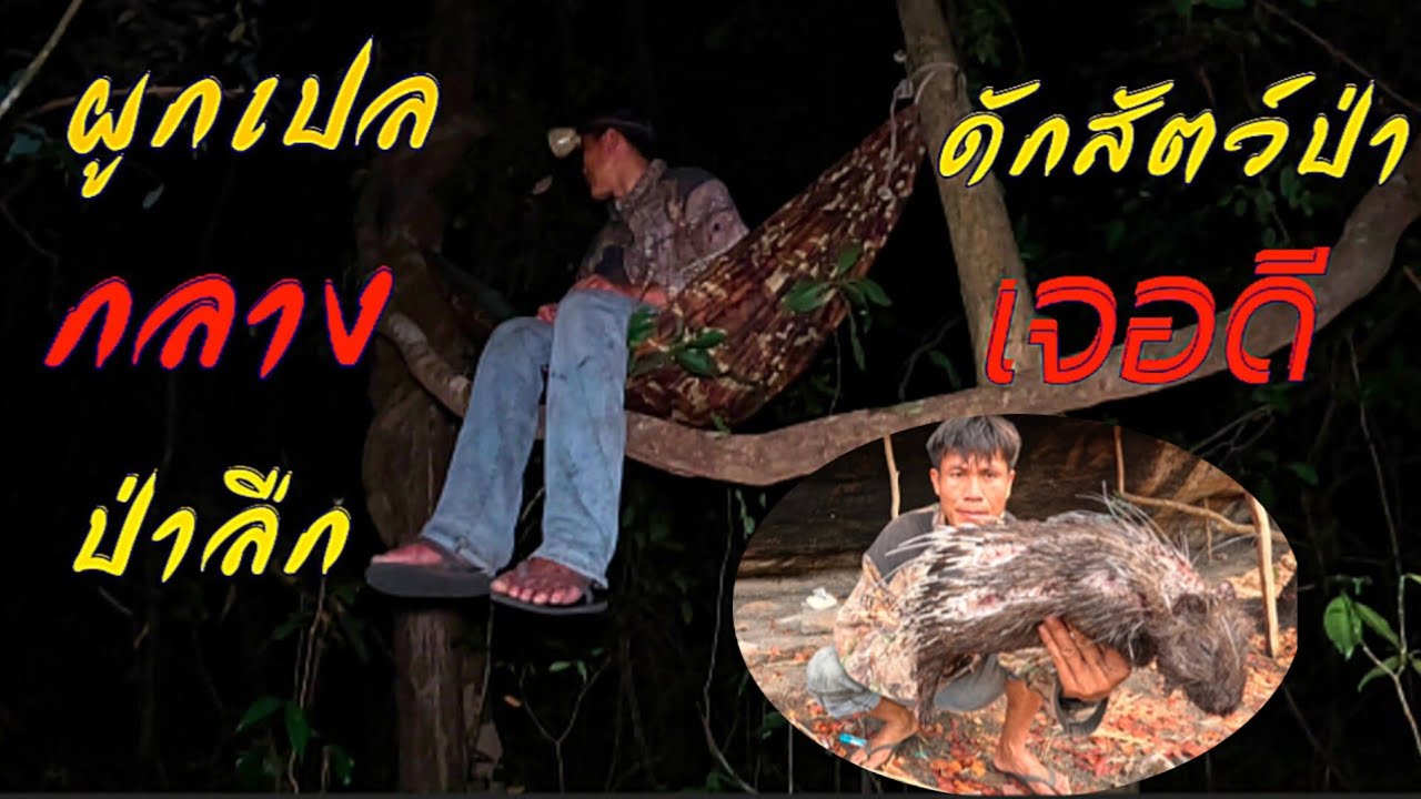 นั่งห้าง.พราน100จัดบักหลังหนาม//ນັ່ງຫ້າງ.ພານ100ຈັດບັກຫລັງຫນາມ//Sabay