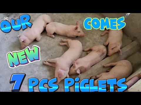#4k #our NEW 7 PCS. PIGLETS